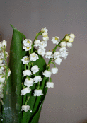 Muguet &eacute;clatant sous un ciel printanier